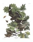 Common Nighthawk